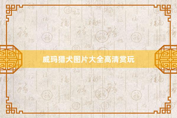 威玛猎犬图片大全高清赏玩